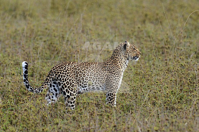 Luipaard, Leopard stock-image by Agami/Laurens Steijn,