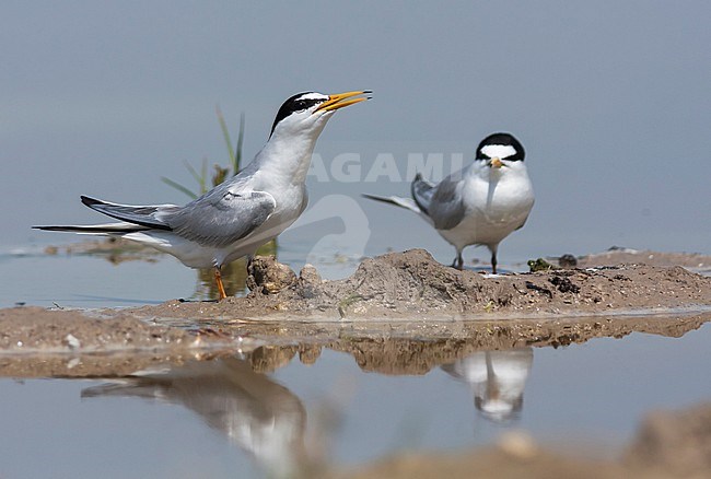 Little Tern - Zwergseeschwalbe - Sternula albifrons ssp. albifrons, Turkey, adult stock-image by Agami/Ralph Martin,