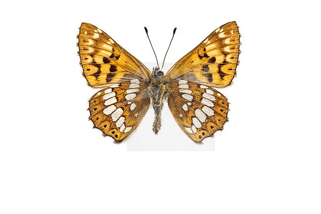 Duke of Burgundy Fritillary, Sleutelbloemvlinder, Hamearis lucina stock-image by Agami/Wil Leurs,