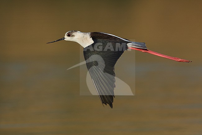 Steltkluut in vlucht; Black-winged Stilt in flight stock-image by Agami/Daniele Occhiato,