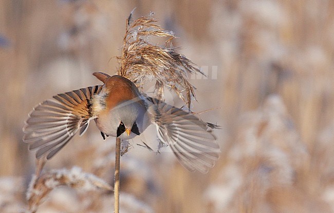 Bearded Reedling male(Panurus biarmicus) Helsinki Finland January 2016 stock-image by Agami/Markus Varesvuo,