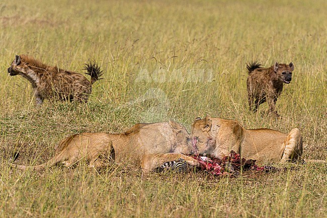 Lionesses , Panthera leo, feeding on a zebra kill, while spotted hyenas, Crocuta crocuta, attempt to scavenge. Masai Mara National Reserve, Kenya, Africa. stock-image by Agami/Sergio Pitamitz,