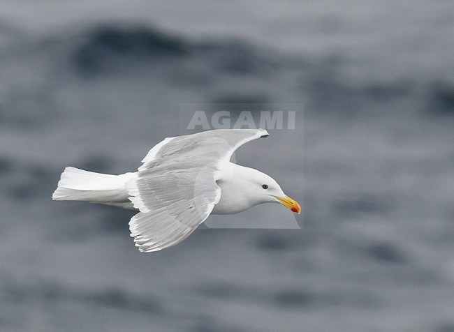 Adult Glaucous-winged Gull (Larus glaucescens) during late spring in north east Russia. Summer plumaged gull in flight. stock-image by Agami/Laurens Steijn,