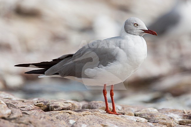 Adulte Grijskopmeeuw in broedkleed, Adult Grey-headed Gull in breedingplumage stock-image by Agami/Wil Leurs,