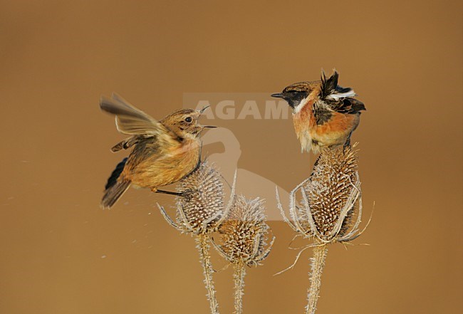 Paartje Roodborsttapuiten; Pair of European Stonechats stock-image by Agami/Menno van Duijn,