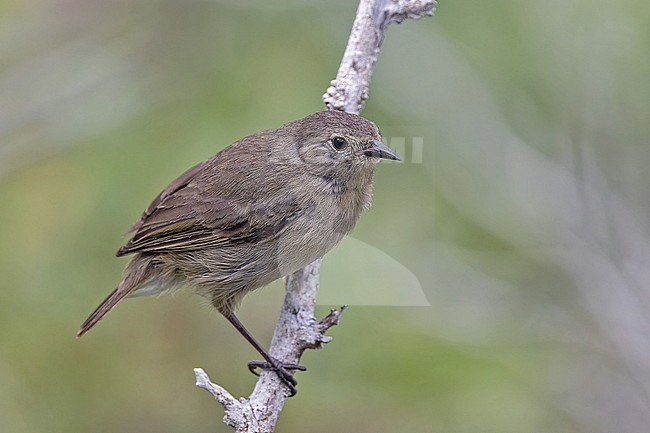 Grey Warbler-Finch (Certhidea fusca mentalis) on Genovesa island in the Galapagos Islands, part of the Republic of Ecuador. stock-image by Agami/Pete Morris,