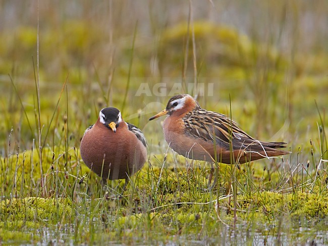 Paartje Rosse Franjepoot in broedgebied; Pair of red Phalarope at breedingsite stock-image by Agami/Markus Varesvuo,