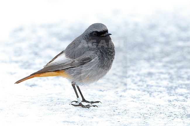 Zwarte Roodstaart mannetje in sneeuw; Black redstart male perched in snow stock-image by Agami/Daniele Occhiato,