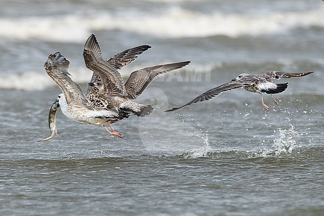  stock-image by Agami/Menno van Duijn,