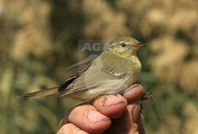 Groene Fitis, Green Warbler, Phylloscopus nitidus stock-image by Agami/Yoav Perlman,