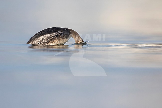 Black-necked Grebe - Schwarzhalstaucher - Podiceps nigricollis ssp. nigricollis, Germany, adult winter diving stock-image by Agami/Ralph Martin,