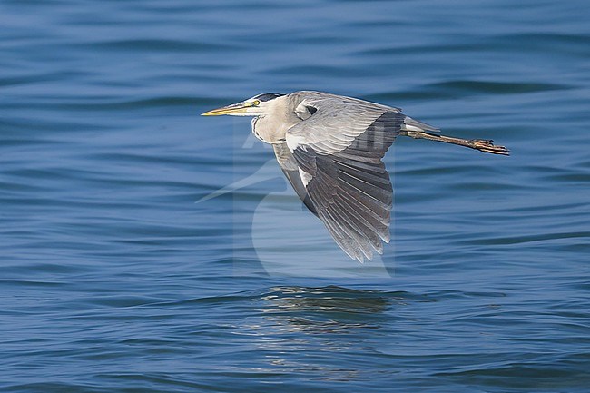 Grey heron, Ardea cinerea, flying. stock-image by Agami/Sylvain Reyt,