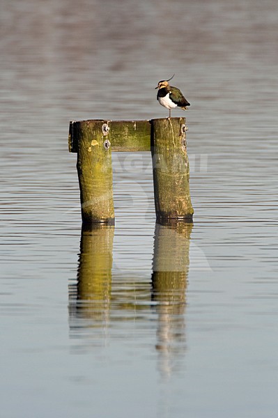 Kievit; Northern Lapwing stock-image by Agami/Marc Guyt,