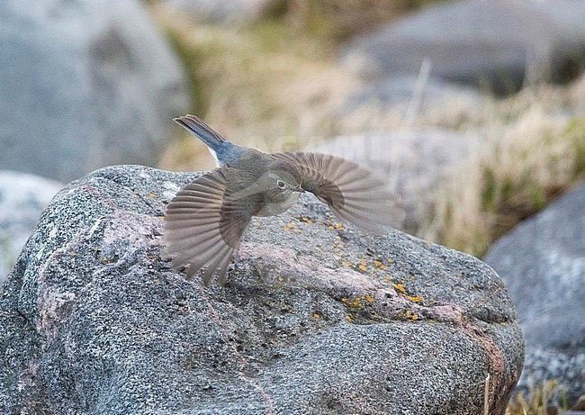 Red-flanked Bluetail (Tarsiger cyanurus) in flight during autumn in Finland. stock-image by Agami/Arto Juvonen,