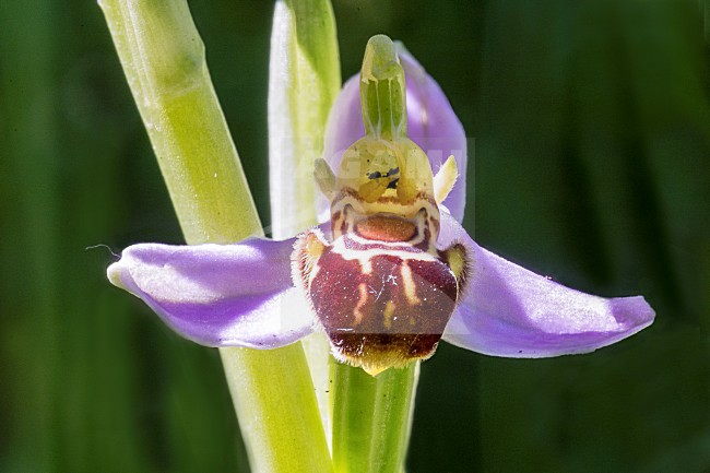 Bijen orchis, Bee Orchid, Ophrys apifera stock-image by Agami/Rob Riemer,