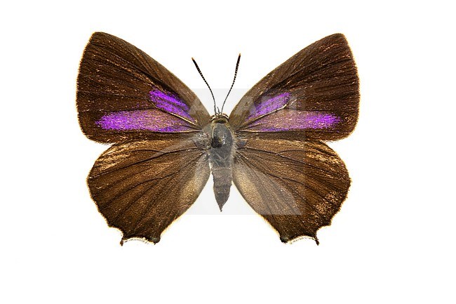 Purple Hairstreak, Eikenpage, Favonius quercus stock-image by Agami/Wil Leurs,