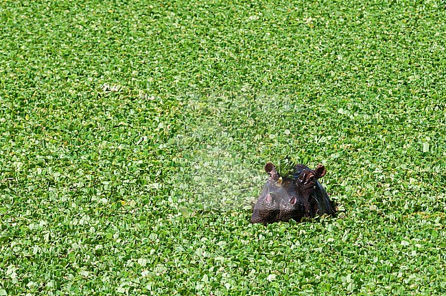 A hippopotamus, Hippopotamus amphibius, in a water pool filled with aquatic plants. Masai Mara National Reserve, Kenya. stock-image by Agami/Sergio Pitamitz,