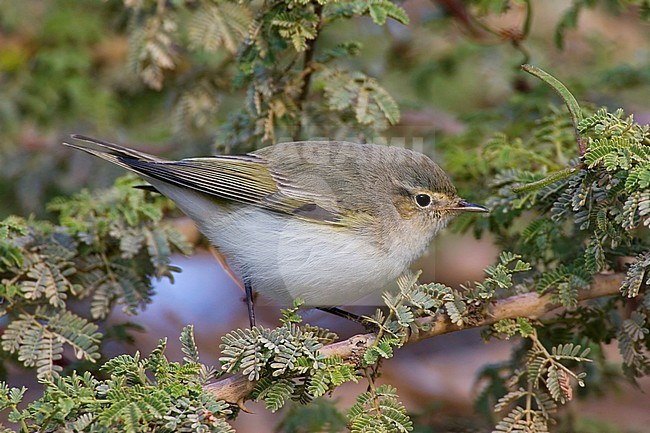 Eastern Bonelli's Warbler (Phylloscopus orientalis) during spring migration in Eilat stock-image by Agami/Daniele Occhiato,