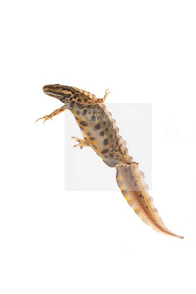 Smooth Newt, Lissotriton vulgaris stock-image by Agami/Theo Douma,