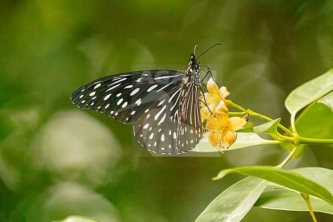 Dark Blue Tiger, Tirumala septentrionis stock-image by Agami/Hans Germeraad,