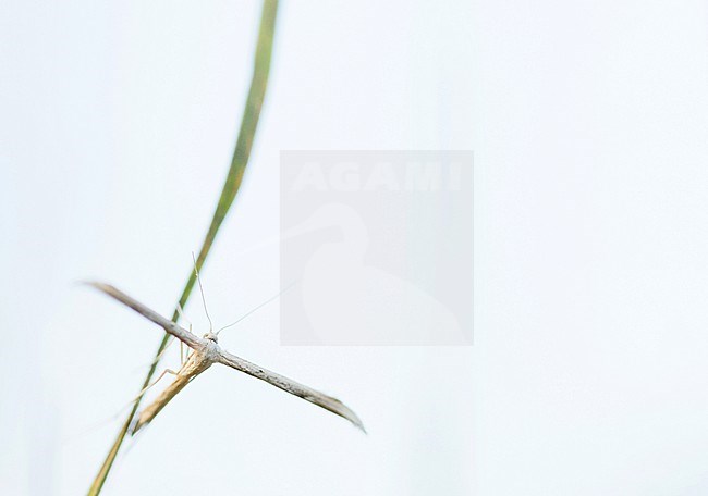 Emmelina monodactyla - T-moth - Ackerwinden-Federmotte, Romania, imago stock-image by Agami/Ralph Martin,