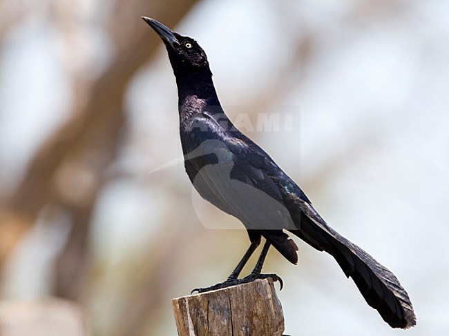 Langstaarttroepiaal mannetje op paal Mexico, Great-tailed Grackle male at pole Mexico stock-image by Agami/Wil Leurs,