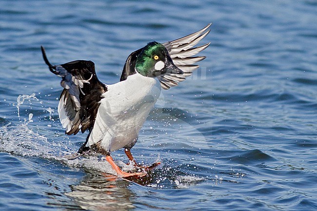 Common Goldeneye (Bucephala clangula) flying in Victoria, BC, Canada. stock-image by Agami/Glenn Bartley,