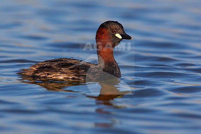 Dodaars zwemmend; Little Grebe swimming stock-image by Agami/Daniele Occhiato,