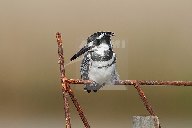 Pied Kingfisher (Ceryle rudis) perched. Velddrif, South Africa stock-image by Agami/Karel Mauer,