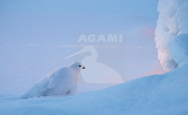 Vrouwtje Moerassneeuwhoen in de sneeuw, Female Willow Ptarmigan in snow stock-image by Agami/Markus Varesvuo,