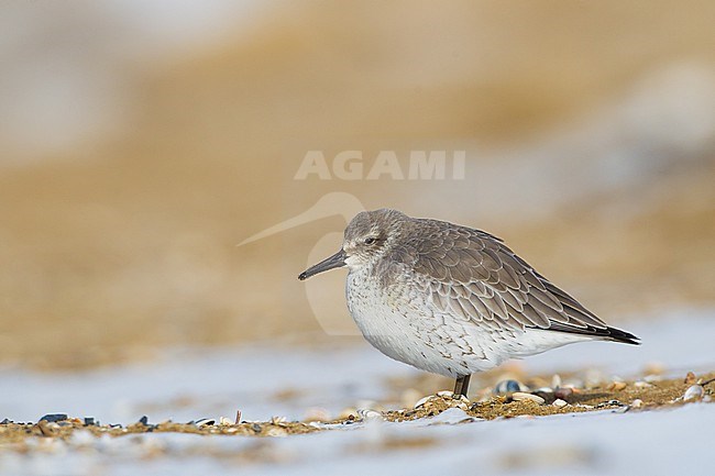 Red Knot, Calidris canutus first winter foraging on sand of a beach stock-image by Agami/Menno van Duijn,