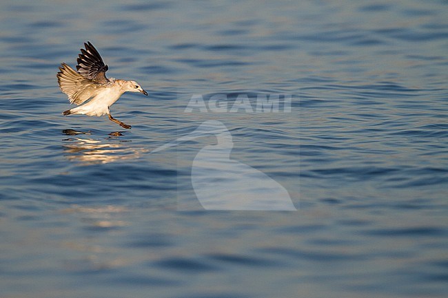 Mediterranean Gull - Schwarzkopfmöwe - Larus melanocephalus, Switzerland, 1st cy stock-image by Agami/Ralph Martin,