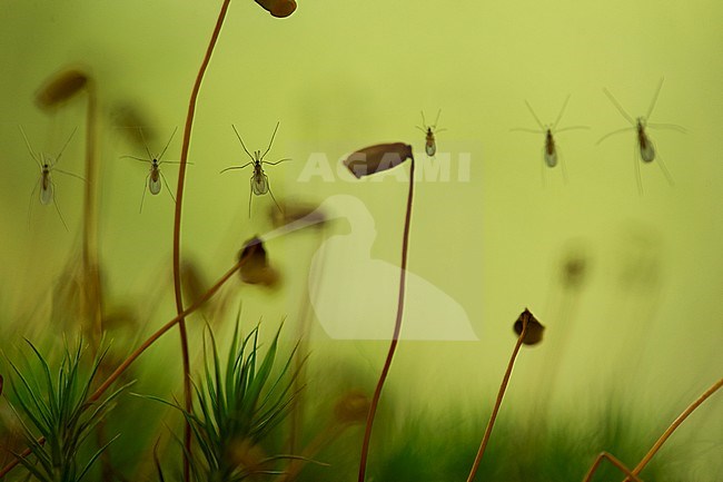 Galmugjes gevangen in spinnenweb, mosquitoes trapped in spider web stock-image by Agami/Rob de Jong,