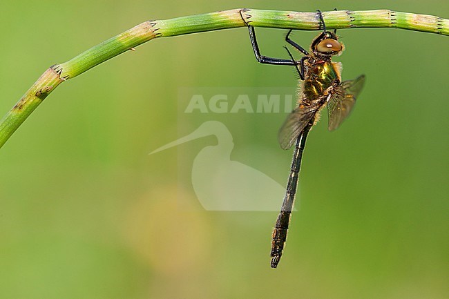 Mannetje Smaragdlibel, Male Cordulia aenea stock-image by Agami/Wil Leurs,