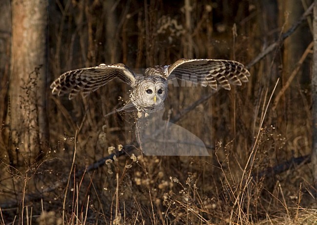 Gestreepte Uil jagend; Barred Owl hunting stock-image by Agami/David Hemmings,