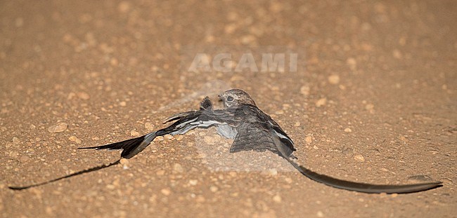 Pennant-winged Nightjar (Caprimulgus vexillarius) resting on the side of the road in Murchison Falls National Park in Uganda. stock-image by Agami/Ian Davies,