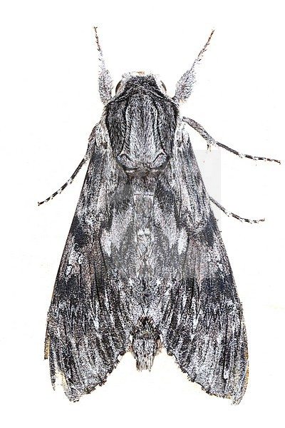 Convolvulus Hawkmoth, Agrius convolvuli stock-image by Agami/Wil Leurs,