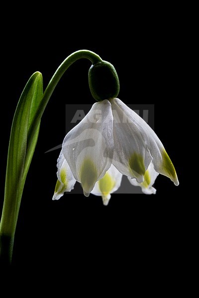 Spring Snowflake; Leucojum vernum stock-image by Agami/Wil Leurs,