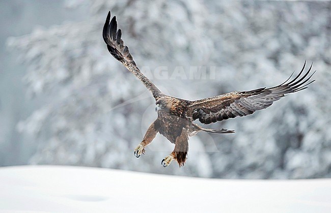 Golden Eagle (Aquila chrysaetos) during cold winter in northern Finland. stock-image by Agami/Markus Varesvuo,