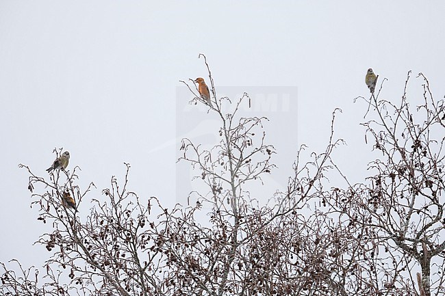 Common Crossbill - Fichtenkreuzschnabel - Loxia curvirostra ssp. curvirostra, Germany, Type N3 stock-image by Agami/Ralph Martin,