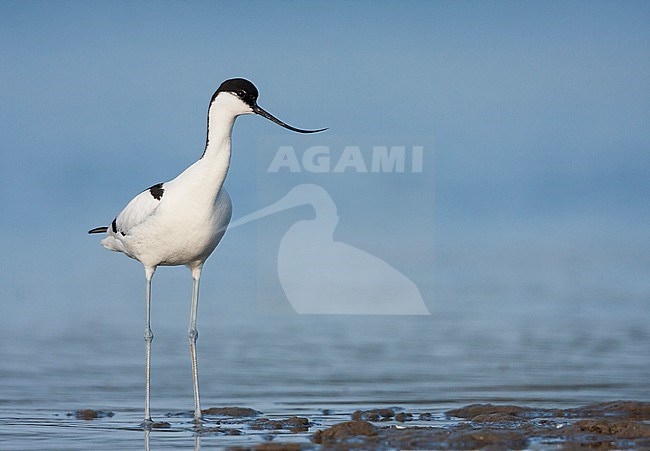 Pied Avocet - Säbelschnäbler - Recurvirostra avoseta, Spain (Mallorca), adult stock-image by Agami/Ralph Martin,