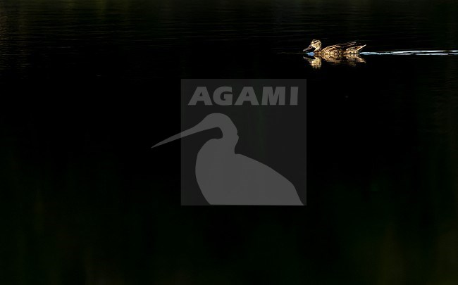 Blue-winged Teal, Spatula discors, on Bermuda during autumn migration. Swimming in black lake. stock-image by Agami/Marc Guyt,