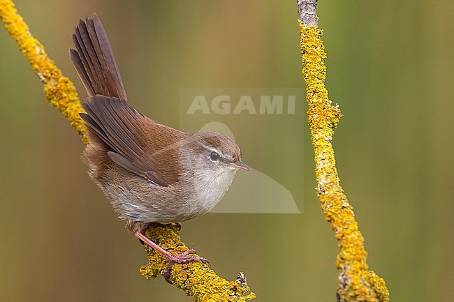 Cetti's Warbler (Cettia cetti) perched on a branch stock-image by Agami/Daniele Occhiato,