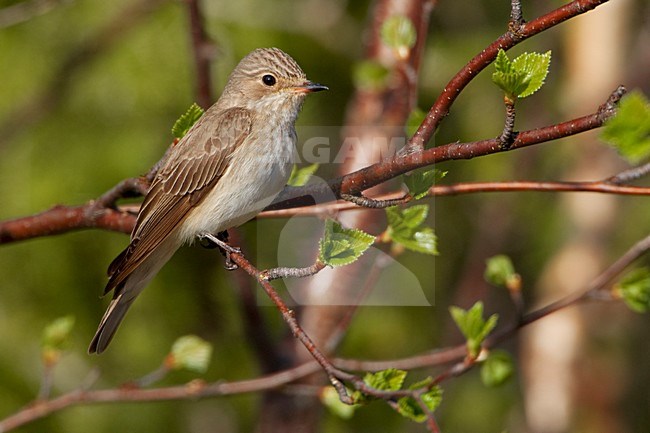 Grauwe Vliegenvanger zittend op prikkeldraad; Spotted Flycatcher perched on a wire stock-image by Agami/Daniele Occhiato,