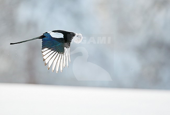 Eurasian Magpie (Pica pica) winteing in Kuusamo Finland. In flight carrying Mountain Hair fur. stock-image by Agami/Markus Varesvuo,