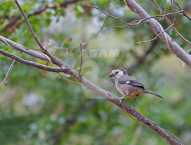 White-headed Brushfinch (Atlapetes albiceps) in northern Peru. stock-image by Agami/Pete Morris,