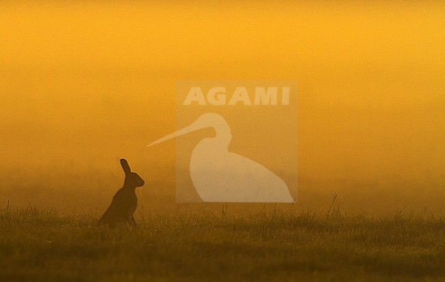 Europese Haas zittend in veld op mistige ochtend; European Hare sitting in field at misty morning stock-image by Agami/Menno van Duijn,