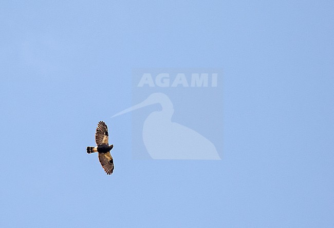Flying White-rumped Hawk (Parabuteo leucorrhous) in Ecuador. stock-image by Agami/Pete Morris,