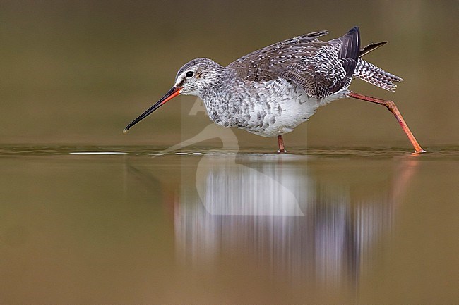 Spotted Redshank, Tringa erythropus, in Italy. stock-image by Agami/Daniele Occhiato,