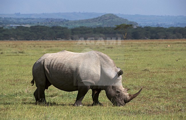 Noordelijke Witte Neushoorn grazend rond Lake Nakuru Kenia; Northern White Rhinoceros grazing at Lake Nakuru Kenya,  stock-image by Agami/Marc Guyt,
